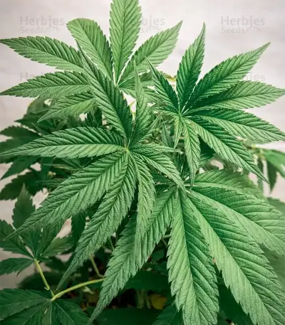 Super Lemon Haze x GMO (GHS)