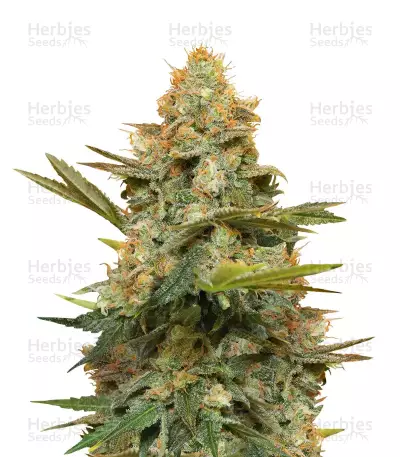 Three Blue Kings (Humboldt Seeds Organization) Cannabis-Samen