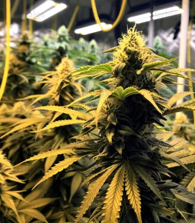 The Incredible Bulk feminisierte Samen (Dr. Krippling Seeds)