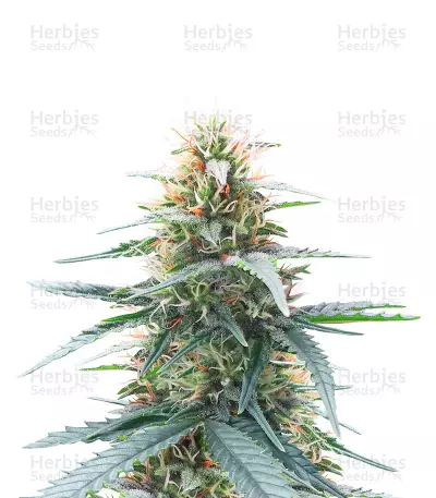 Northern Lights 10 of 10 feminisierte Samen (Seedkeepers)