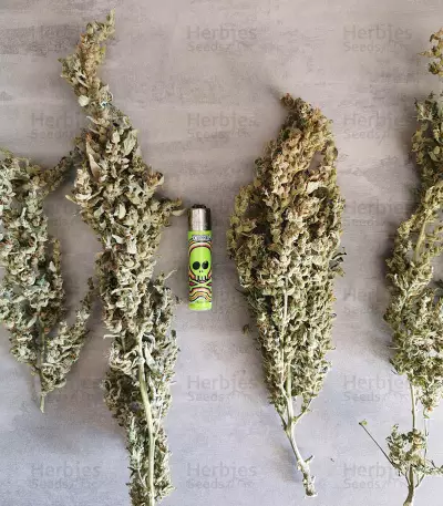 Original Auto Russian (Fast Buds) Cannabis-Samen