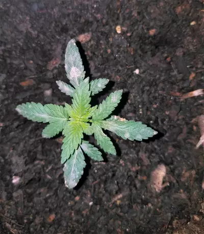 Auto Do-Si-Dos Cookies (00 Seeds) Cannabis-Samen