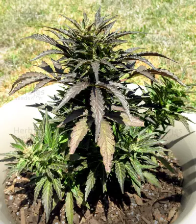 Auto Jack Herer (Advanced Seeds) Cannabis-Samen