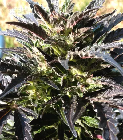 Auto Jack Herer (Advanced Seeds) Cannabis-Samen