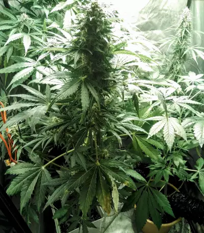Auto Kaya 47 (Advanced Seeds) Cannabis-Samen