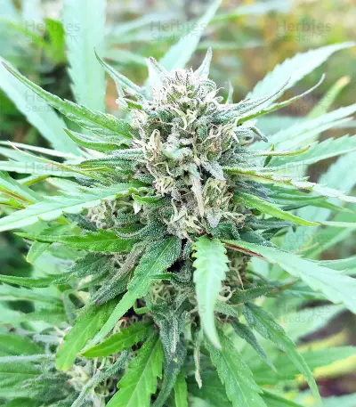 BCN Critical XXL