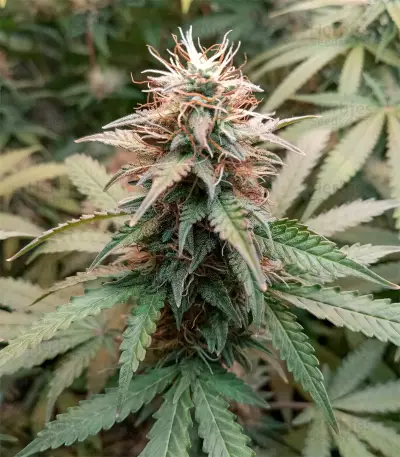 Berry Bomb (Bomb Seeds) Cannabis-Samen