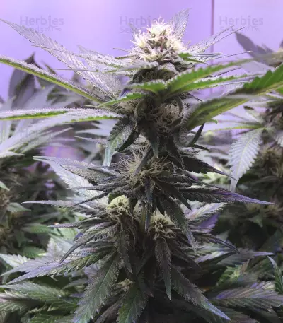Big Bud XXL (Ministry Of Cannabis) Cannabis-Samen