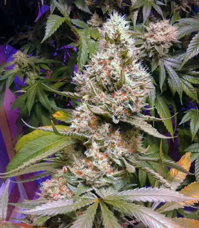 Black Gum (Original Sensible Seeds) Cannabis-Samen