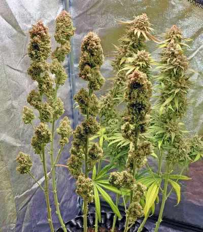 Blue Fire (Humboldt Seeds Organization) Cannabis-Samen