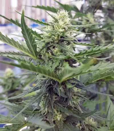 Chapita de Michoacan Regular (CannaBioGen) Cannabis-Samen