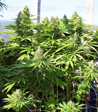 Early Bubba Hash (Ace Seeds) Cannabis-Samen