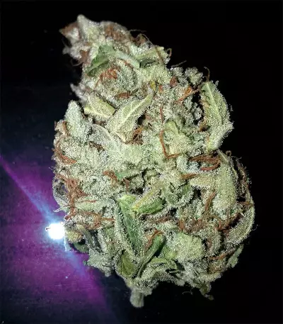 Goxuak Auto (Genehtik Seeds) Cannabis-Samen