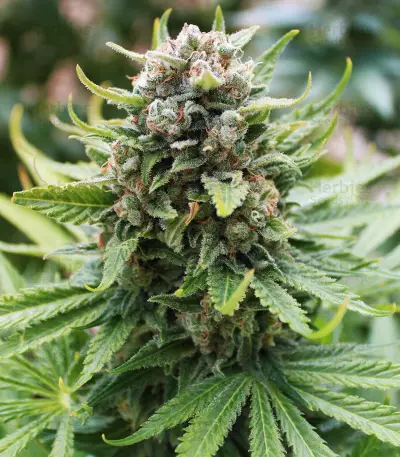 King Kong (Dr. Underground) Cannabis-Samen