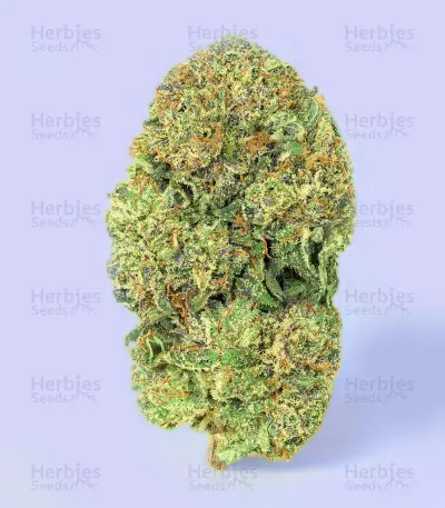 Morpheus CBD (Buddha Seeds) Cannabis-Samen