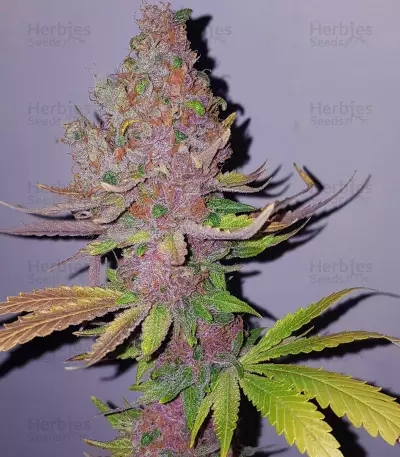 Purple Queen strain