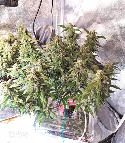 Skywalka Cookies (Big Head Seeds) Cannabis-Samen