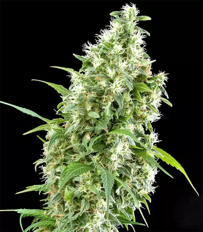 Triple Scoop (DNA Genetics) Cannabis-Samen