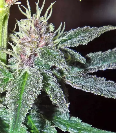 Violeta (Ace Seeds) Cannabis-Samen