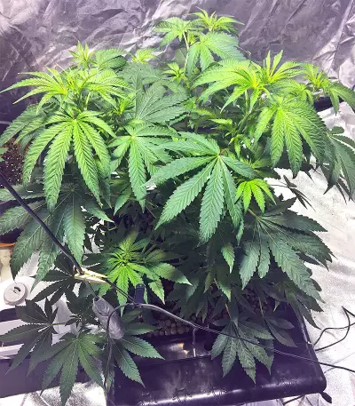 Wedding Cake (Big Head Seeds) Cannabis-Samen