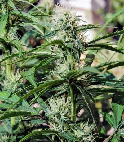 White Haze Automatic (White Label) Cannabis-Samen