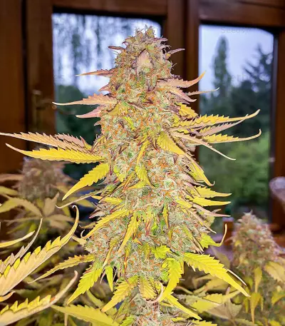 Acid Rain Autoflower feminisierte Samen (EGS)