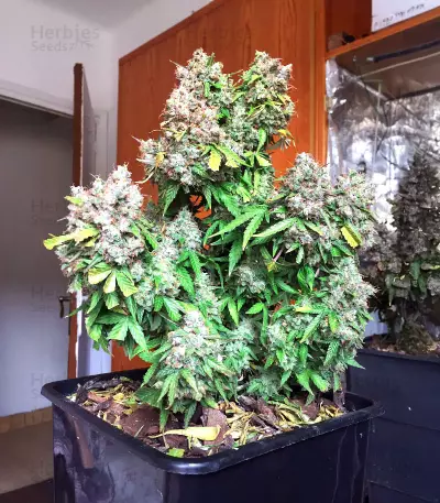 Auto Super OG Kush (Pyramid Seeds) Cannabis-Samen