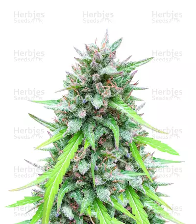 Auto White Widow CBD (Pyramid Seeds) Cannabis-Samen