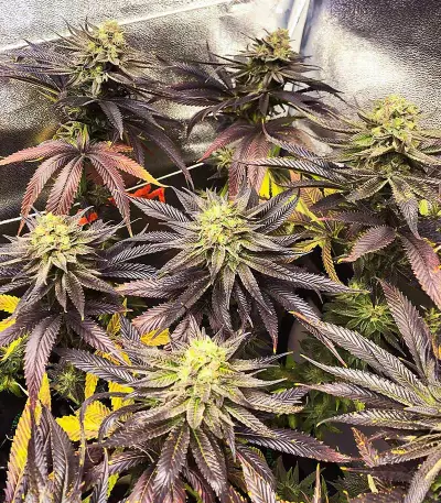 Dozywelly OG feminisierte Samen (AlphaFem Seeds)