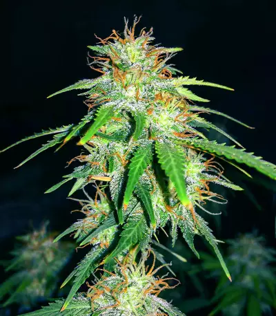 Gelato Glue Autoflower feminisierte Samen (EGS)