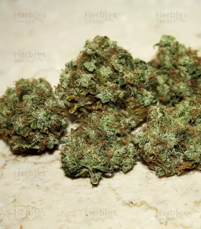 GH Cheese (GHS) Cannabis-Samen