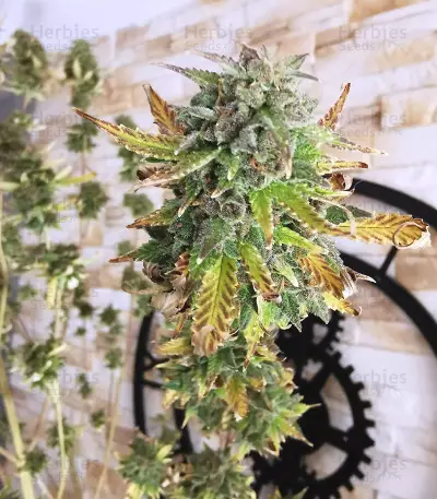 Girl Scout Cookies Autoflower (Seedstockers) Cannabis-Samen