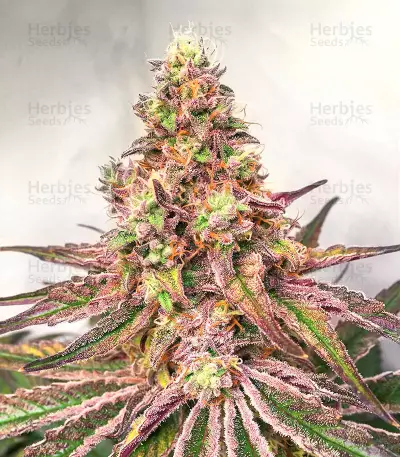 Glue Cookies feminisierte Samen (AlphaFem Seeds)
