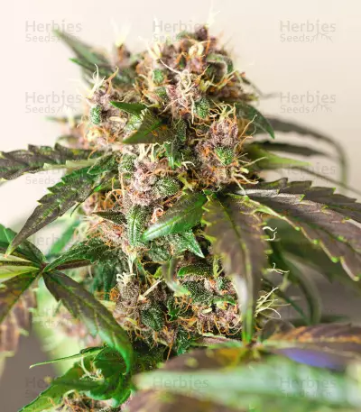 Godzilla Original Glue GG#4 feminisierte Samen (Herbies Seeds)