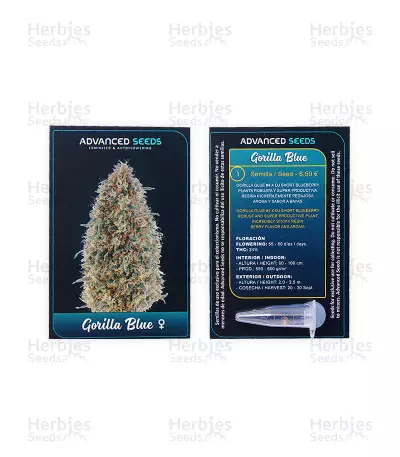 Gorilla Blue (Advanced Seeds) Cannabis-Samen