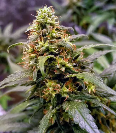 GG#4 Original Glue (Cali Buds Seeds) Cannabis-Samen