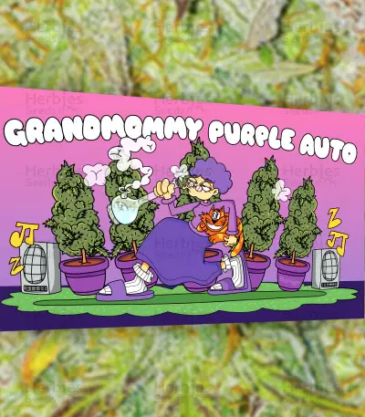 Grandmommy Purple Auto-Samen (Herbies Seeds)