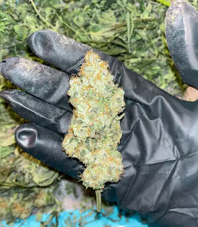 Northern Light (Kera Seeds) Cannabis-Samen