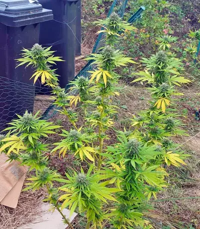 Northern Light regular (Nirvana Seeds) Cannabis-Samen