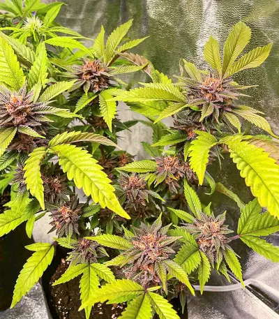 Still Bubba feminisierte Samen (AlphaFem Seeds)