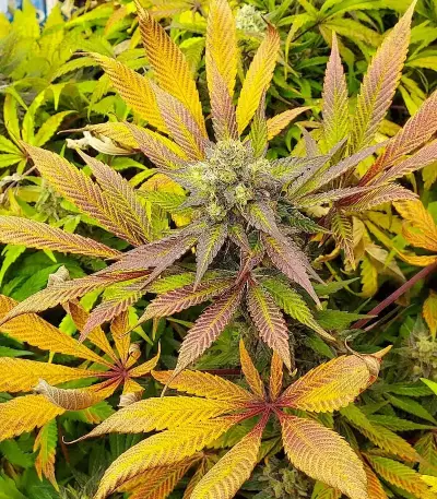 Apple Fritter feminisierte Samen (Barney's Farm)