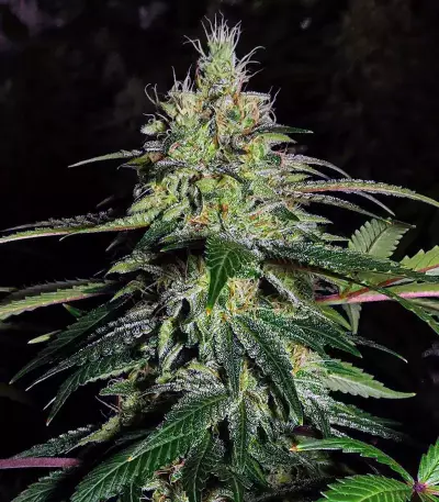 Blue Gelato 41 feminisierte Samen