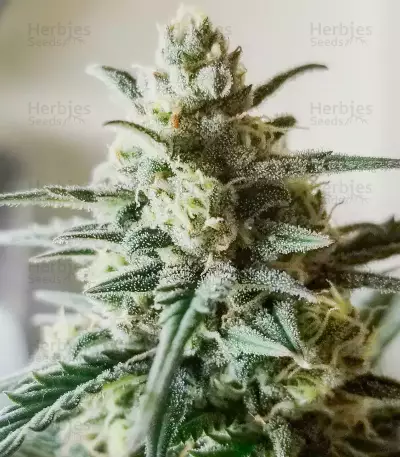 Buddha Haze Automatic (Big Buddha Seeds) Cannabis-Samen