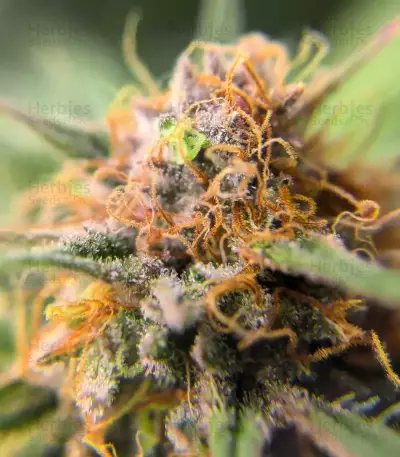 Durban Poison Autoflower feminisierte Samen (Seedkeepers)
