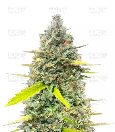 Fugue State Auto (Mephisto Genetics) Cannabis-Samen