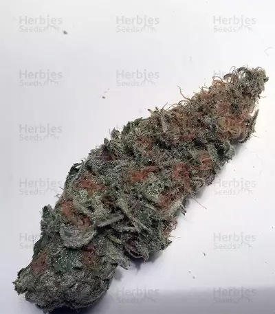 GG#4 Original Glue feminisierte Samen (Original Sensible Seeds)