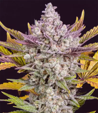 Gorilla Cookies Auto (Fast Buds)