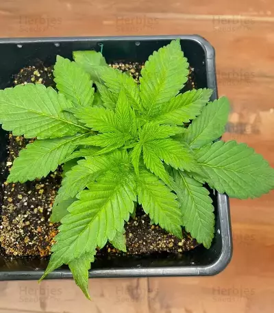 Granny Candy feminisierte Samen (Humboldt Seed Company)