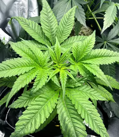 Jelly Donutz Autoflower feminisierte Samen (Humboldt Seed Company)