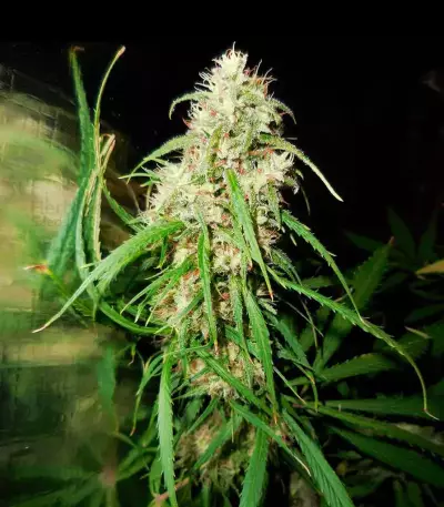 Malawi (Ace Seeds) Cannabis-Samen